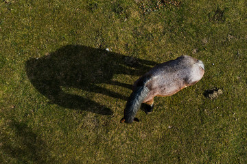 Aerial view of a horse with its shadow reflected on the grass, grazing in a countryside area in Italy.