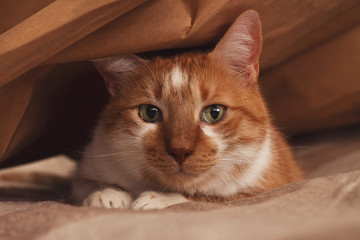 Orange and white cat hiding under the brown paper bag on the bed
