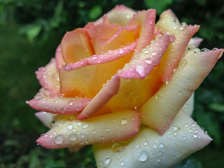 Close-up of beautiful yellow orange with red rose Ambiance. Petals are covered with raindrops or morning dew against the background blurred emerald greenery. Selective focus.