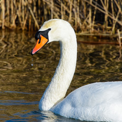 White swan head close up 