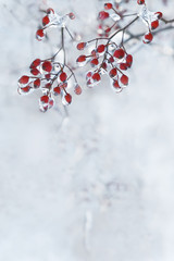 Red berries in the ice . The mood of the winter holidays.  Postcard, a lot of free space. The magic of winter.
