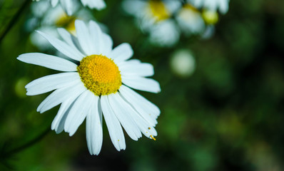 Fototapeta premium chamomile close-up