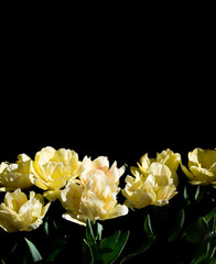 Macro photo of yellow tulips.