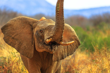 Proboscis of African Elephant on foreground, Loxodonta, one of Big Five. Game safari in Madikwe...