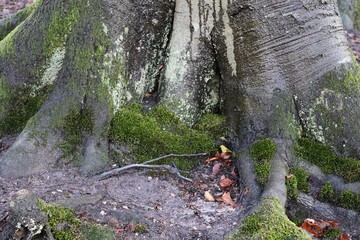 Close up surface of natural tree bark in high resolution