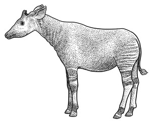 Okapi illustration, drawing, engraving, ink, line art, vector