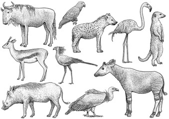 African animal collection, illustration, drawing, engraving, ink, line art, vector