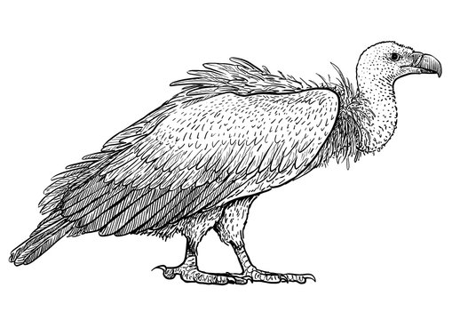 Premium Vector  Griffon vulture wild forest bird of prey hand drawn sketch  graphic style fashion patch