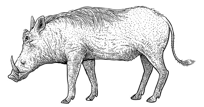 recommend clip art: Warthog illustration, drawing, engraving, ink, line art, vector
