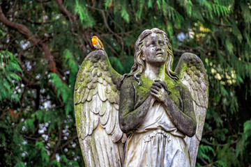 Fototapeta na wymiar The lonely angel from the Old Cemetery in Bonn and the Christmas bird
