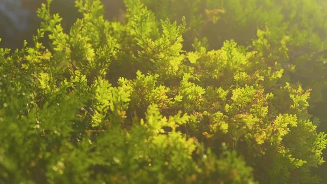 Evergreen arborvitae, illuminated by the bright sun.