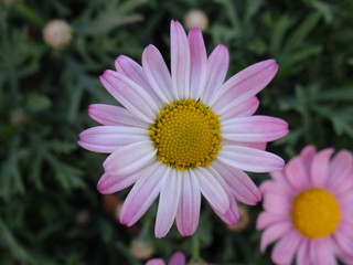 Fototapeta premium flower in the garden