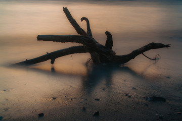 tree on beach at sunset
