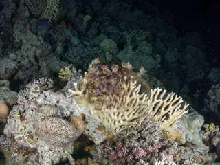 seabed with underwater life