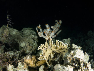 seabed with underwater life