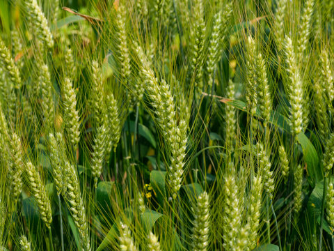 closeup of wheat