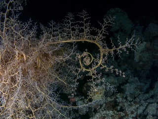 seabed with underwater life