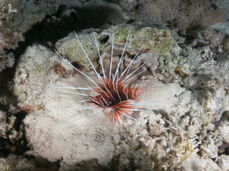 seabed with underwater life