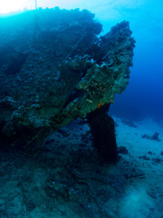 seabed with underwater life