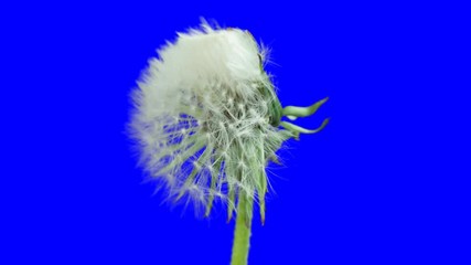 Opening dandelion. Time lapse with alpha channel (codec: png+alpha with blue background)