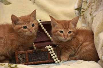 two red kittens and a wooden box with pearl beads
