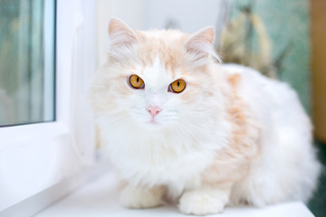 Obraz premium portrait of a white turkish angora cat