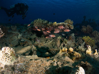 Naklejka na ściany i meble seabed with underwater life