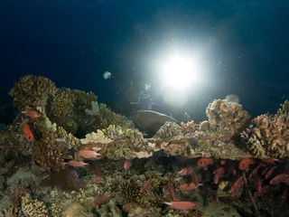 Foto op Aluminium seabed with underwater life © Javier