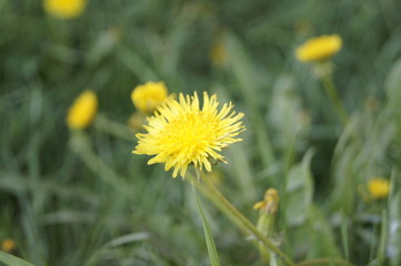 dandelion in grass