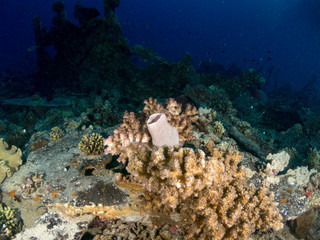 seabed with underwater life