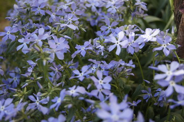 blue flowers on green background