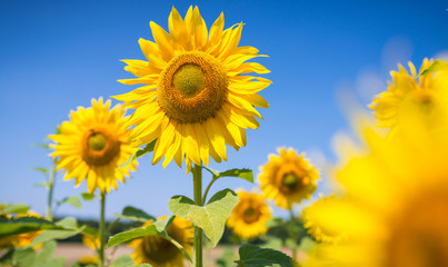 Obraz premium Sonnenblumen blauer Himmel