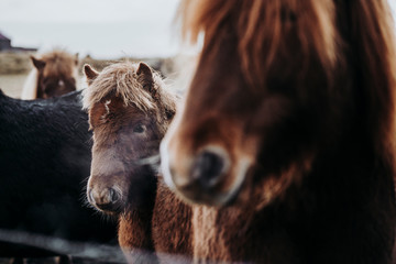 Beautiful grazing horses in Valley in Iceland