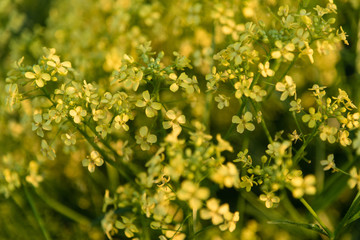 Close up of fragrant yellow wild flowers. Blurred background. Romance, countryside, recreation. Summer sunny day.