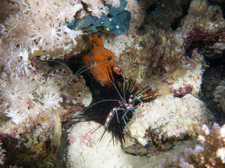 seabed with underwater life
