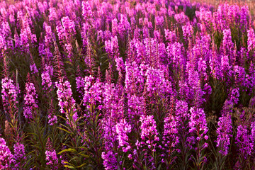 Fototapeta premium .flowers Ivan tea kiptey at sunset in backlight
