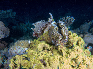 seabed with underwater life