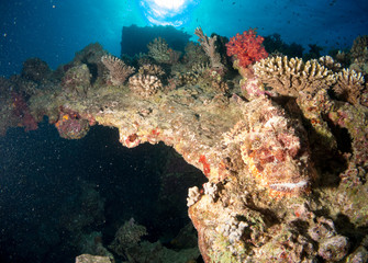 seabed with underwater life