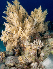 Naklejka na ściany i meble seabed with underwater life