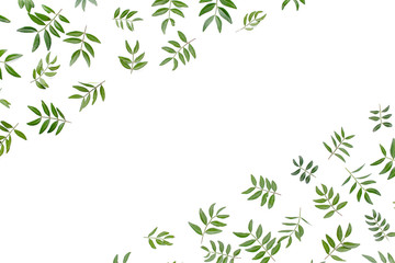 Border frame with of green leaves isolated on white background. apartment layout, top view