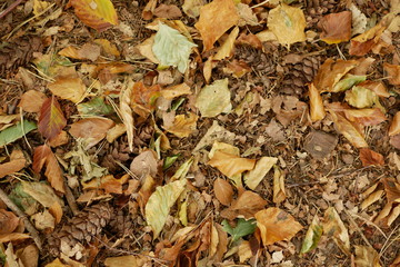 Autumn
