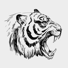 Head of angry tiger. Hand drawn illustration converted to vector