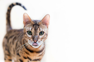 portrait of a cute bengal cat on a white background