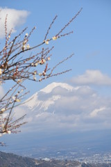 Fototapeta na wymiar 新春～Mt.Fuji&Plum