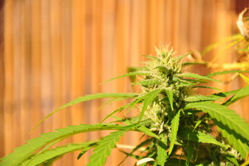 marijuana, marihuana plant, growing, marijuana bud