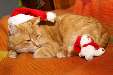 Obraz na płótnie Canvas X-mas cat Weihnachtskater