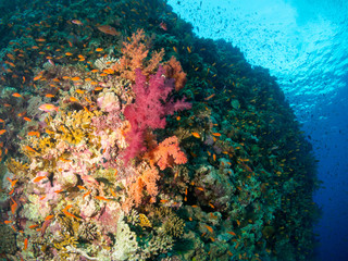 Fototapeta na wymiar seabed with underwater life