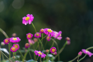 Little purple daisies. Selective focus