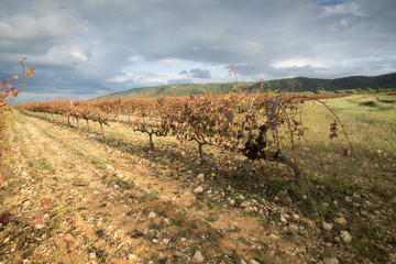 Fototapeta na wymiar Autumn Vineyards and cellars in Fontanars dels Alforins and Moixent Valencia province Spain
