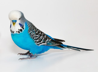 Blue wavy parrot on white background